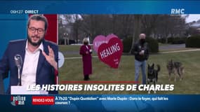 Les deux bergers allemands de Joe Biden renvoyés de la Maison Blanche pour avoir chargé le personnel de la sécurité