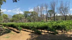 Un an après l'incendie de Gonfaron, le domaine de la Giscle se prépare à faire ses vendanges.