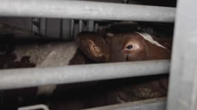 Une vache dans l'abattoir de Craon, en Mayenne