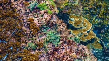 Vue des coraux depuis les eaux claires de la réserve naturelle des îles de la Petite-Terre en Guadeloupe, en 2012. 