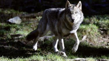 Un loup au parc Mercantour à Saint-Martin-Vésubie, le 13 novembre 2012.