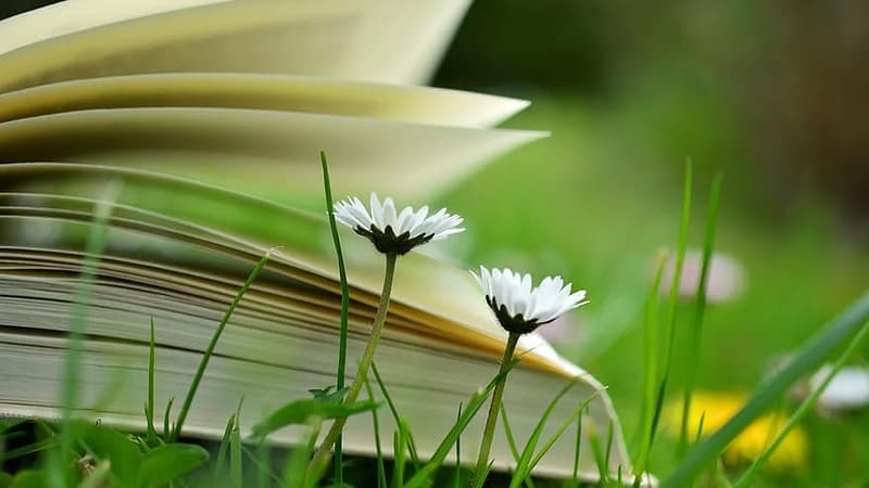 Lecture d'été (photo d'illustration)