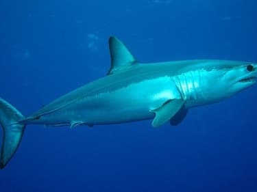 Un requin mako au large des Açores (PHOTO D'ILLUSTRATIO)