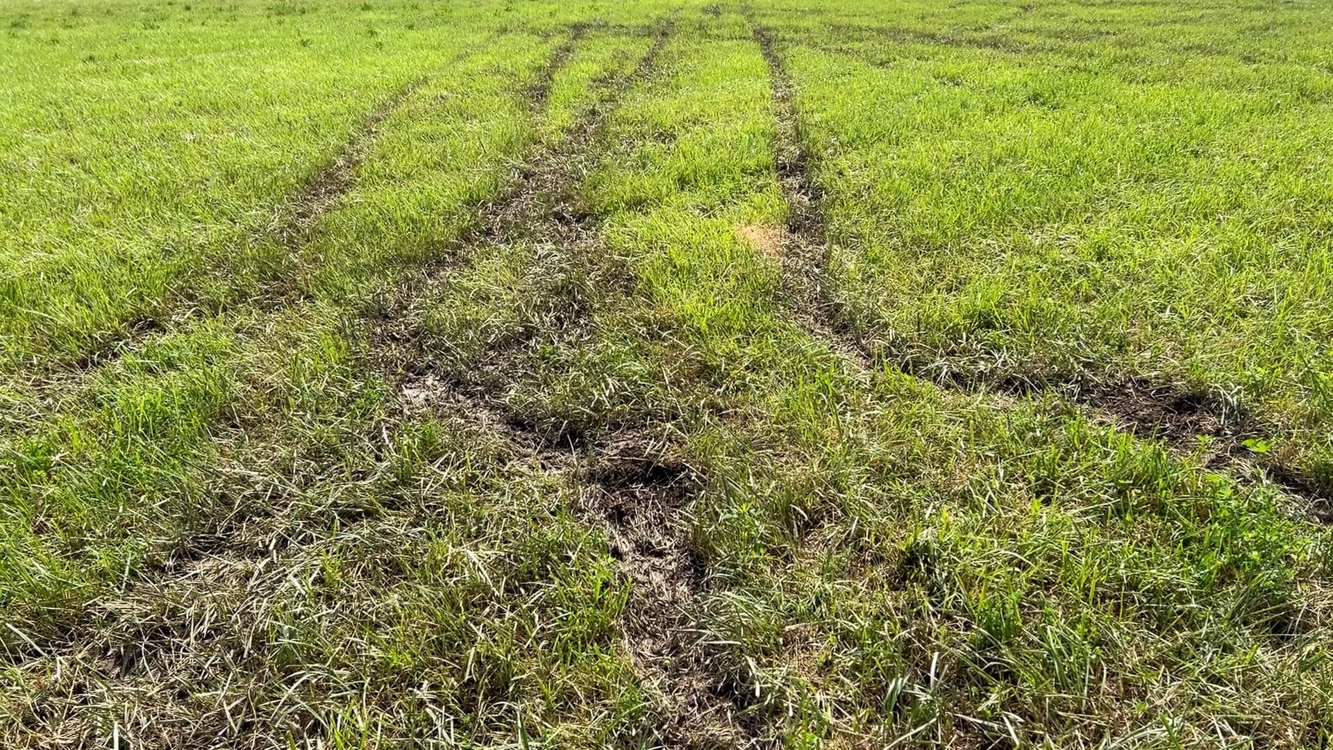 Des traces de pneus et une culture littéralement écrasée, à Manosque, le 22 juin. Des traces de pneus et une culture littéralement écrasée, à Manosque, le 22 juin.
