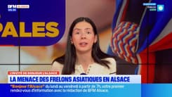 Bonjour Alsace du lundi 2 février 2026