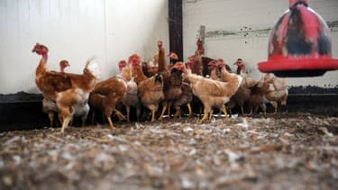 La Chine suspend les importations de volaille française pour prévenir la diffusion de l'épidémie de grippe aviaire.