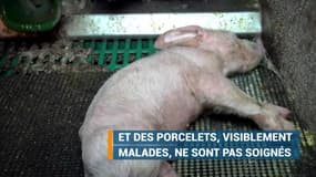 L'association L214 dénonce un manquement aux normes dans un élevage de porcs breton