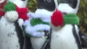 Au Japon, ces manchots fêtent aussi Noël 