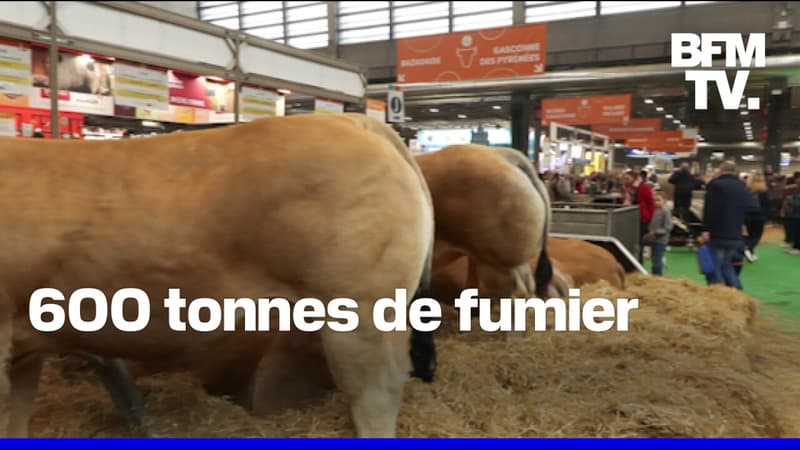 Que deviennent les bouses de vache du Salon de l'agriculture ?