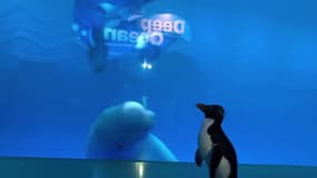 La visite de ce pingouin aux baleines d'un aquarium de Chicago désert 