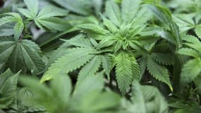 La police a arrêté un retraité de 74 ans qui cultivait 77 plants de cannabis dans son jardin de Saint-Juéry, près d'Albi. /Photo d'archives/REUTERS/Cliff DesPeaux