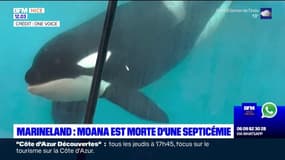 Marineland: la mort de l'orque Moana est due à une septicémie