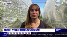 Rhône : c'est le temps des cerises !