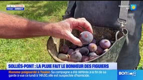 Solliès-Pont: la pluie fait le bonheur des figuiers
