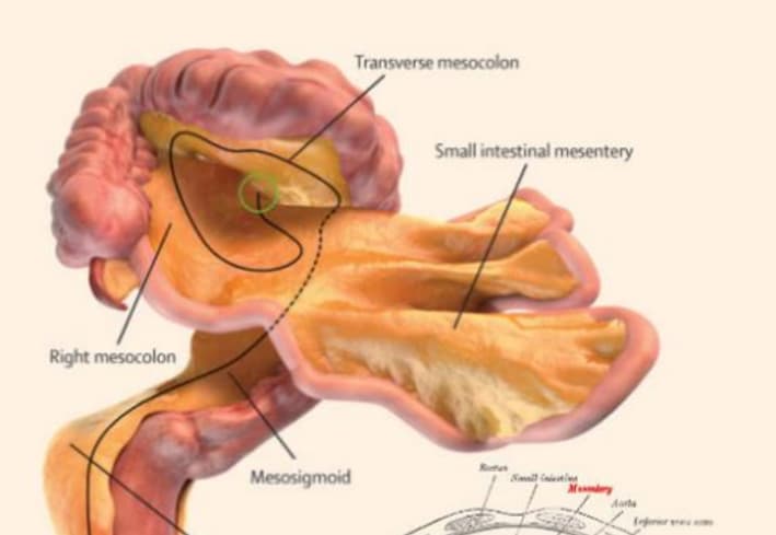 Une représentation digitale du mésentère. 