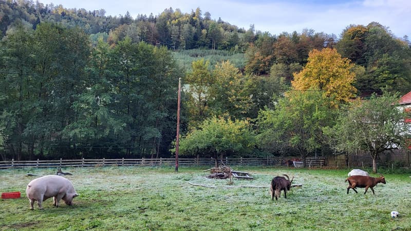 Une photo de la Ferme d'Henni, à Sainte-Marie-aux-Mines, en Alsace.