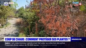 Chaleur dans le Rhône: comment protéger ses plantes