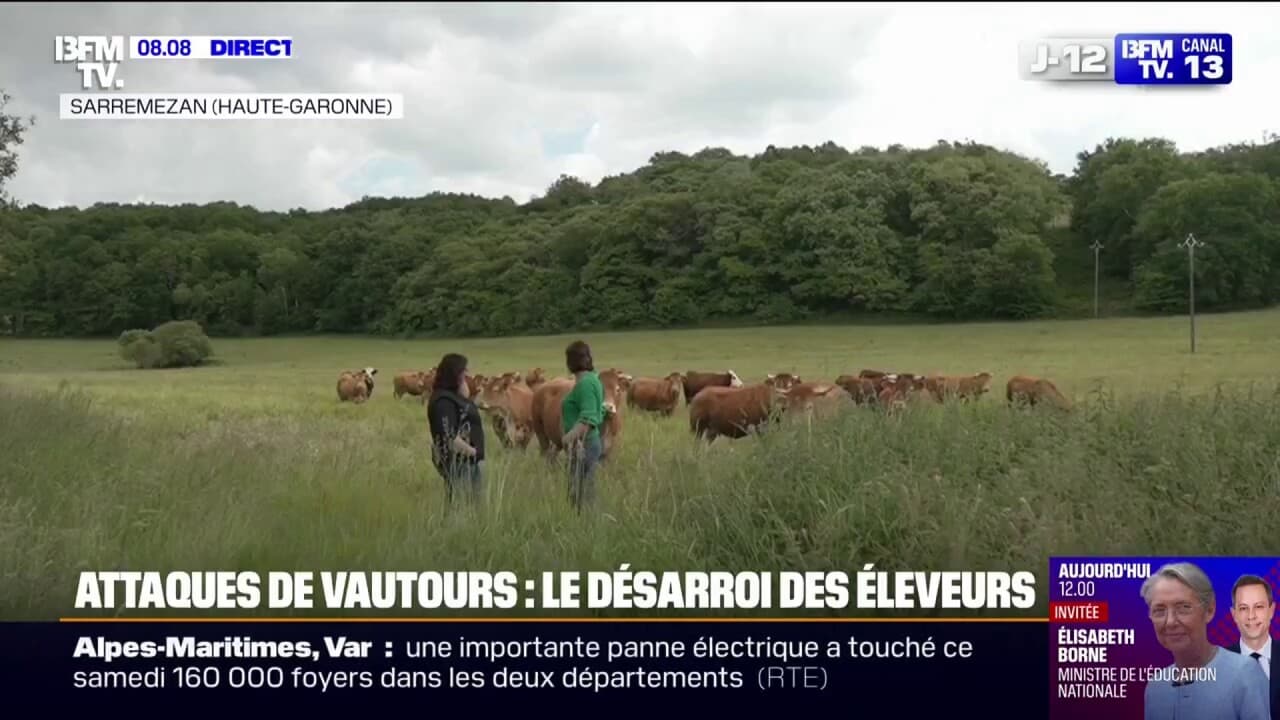 Le désarroi de ces éleveuses de vaches de haute-garonne, victimes d'attaques de vautours