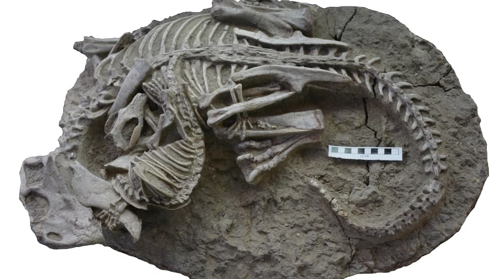Niesamowite skamieniałości ssaków dinozaurów odkryte w Chinach