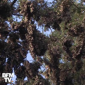 Du Canada au Mexique, ces papillons monarques migrent sur 4 000 km 