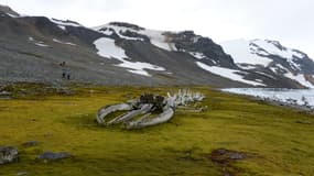 Le squelette d'une baleine à bosse, en Antarctique, le 10 mars 2014. 