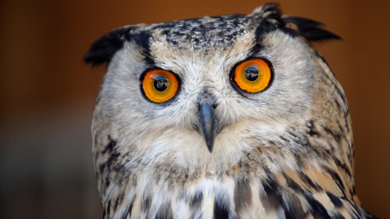 Un hibou grand-duc (photo d'illustration).