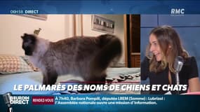 Découvrez le palmarès 2019 des noms de chiens et chats