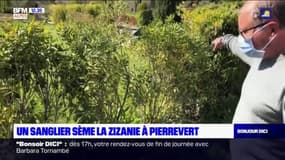 Alpes-de-Haute-Provence: un sanglier sème la zizanie à Pierrevert