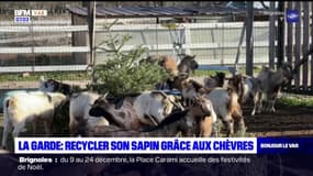 La Garde: recyclez votre sapin en le donnant à manger aux chèvres