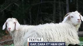 Gap, Zara et H&M renoncent au mohair pour protéger les chèvres