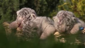 Découvrez les trois nouveaux (petits) pensionnaires très mignons d'un zoo de Crimée