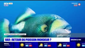 Var: le poisson mordeur de retour?