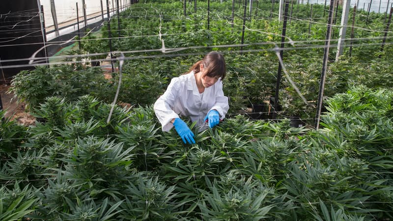 Le cannabis thérapeutique est autorisé en Israël depuis une dizaine d’années. 