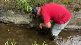 En raison du bas niveau des cours d'eau, les sauvetages de poissons se multiplient.