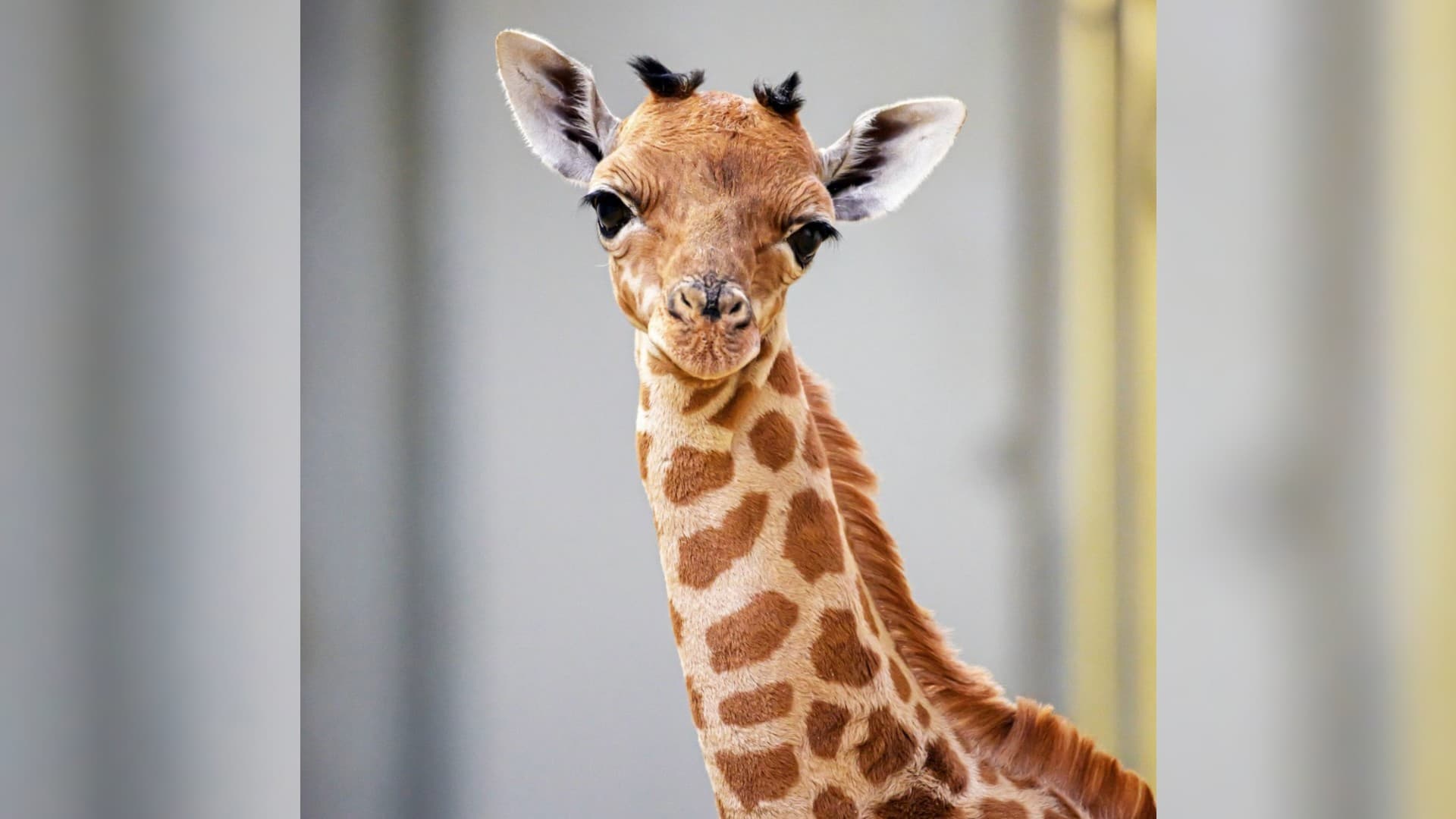 ELLE MESURE DÉJÀ 1,65 MÈTRE: UNE BÉBÉ GIRAFE DU KORDOFAN, ESPÈCE EN DANGER CRITIQUE D'EXTINCTION, VOIT LE JOUR À PARIS