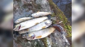 Des truites retrouvées mortes dans le cours d'eau de la Bonne au niveau de la commune de Laye, au nord de Gap (Hautes-Alpes), en mars 2024.