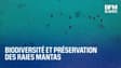  Biodiversité et préservation des raies mantas 
