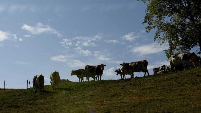 La dermatose bovine s'étend: un foyer identifié dans le Jura, jusque là épargné