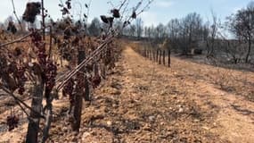 De nombreux hectares de vignes sont partis en fumée lors de l'incendie qui a ravagé le département de l'Aude. 