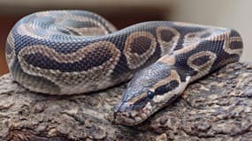 Un python royal