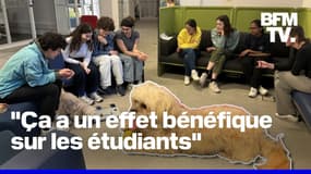 Pour déstresser les étudiants avant leurs partiels, la Sorbonne Université organise des séances de médiation animale
