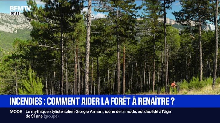 Incendies: comment aider la forêt à renaître?