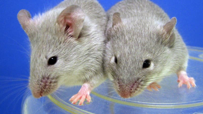 Les souvenirs perdus des souris ont été réactivés