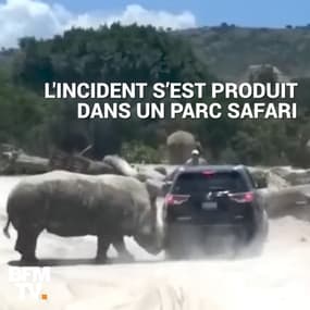 Au Mexique, un rhinocéros s’attaque à une voiture dans un parc safari