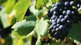 La biodynamie aide à cultiver un vin plus naturel (photo d'illustration)