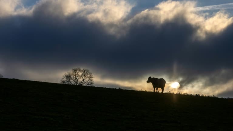 Les premières neiges ont poudré les sommets et la montagne s'est vidée de ses visiteurs estivaux mais des troupeaux entiers de vaches restent bloqués dans les alpages de Savoie, interdits de transhumance pour cause d'épizootie.