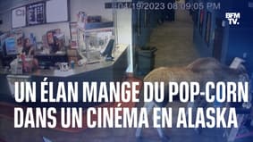 In Alaska, a moose breaks into a movie theater and serves himself up as popcorn