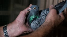 Elevage de pigeons voyageurs en Belgique