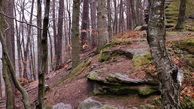 Une forêt (Photo d'illustration).