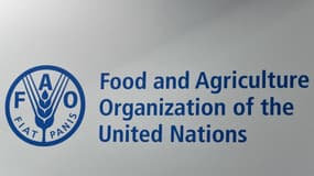 Le logo de l'Organisation des Nations unies pour l'alimentation et l'agriculture (FAO).
	
